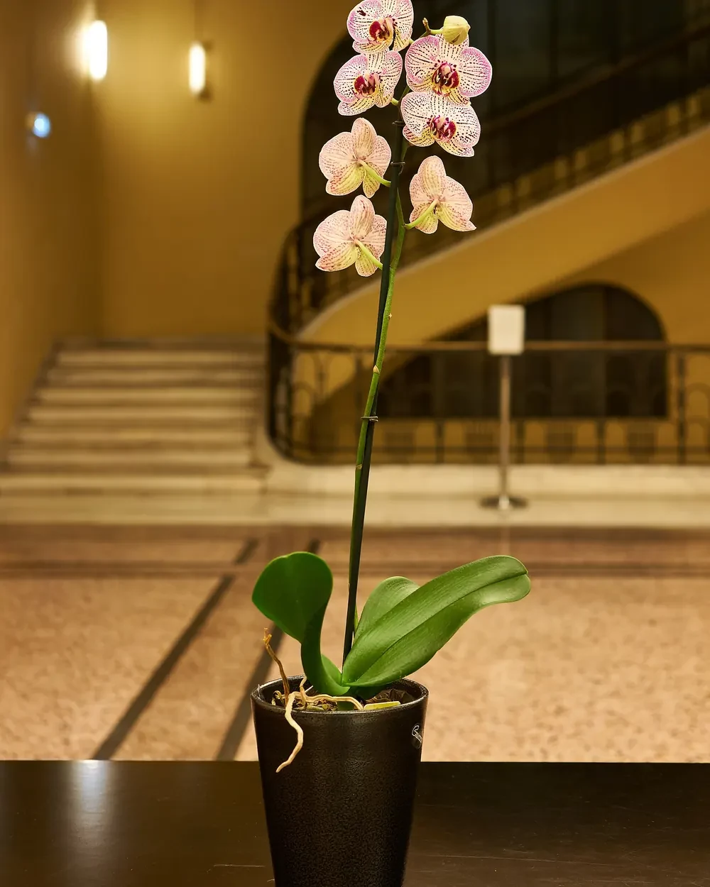 Mini Phalaenopsis