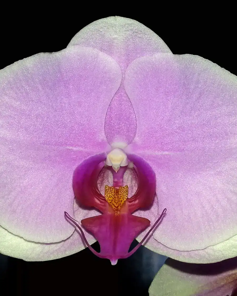 Orchid Brooch