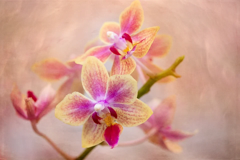Signature Orchid Box