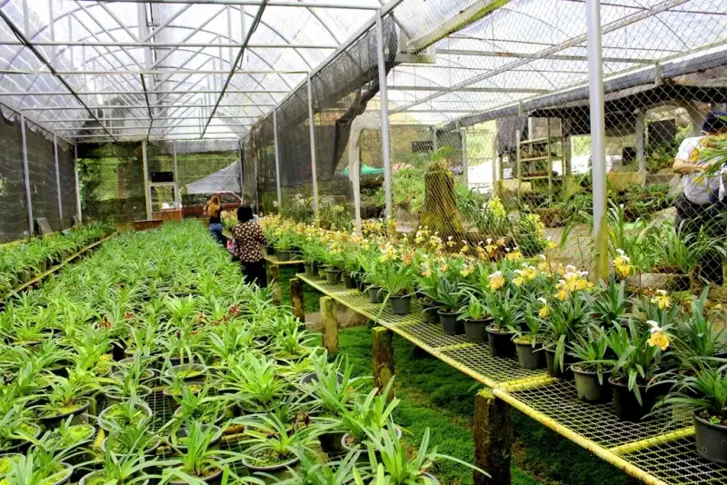 Galeri Von Florist Jakarta