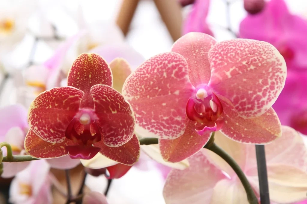 Galeri Von Florist Semarang