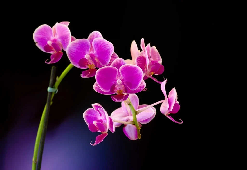 Galeri Von Florist Surabaya