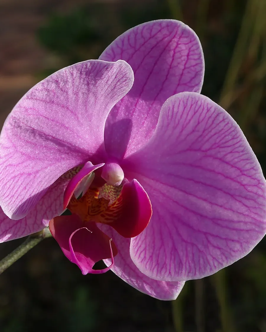 Orchid Necklace