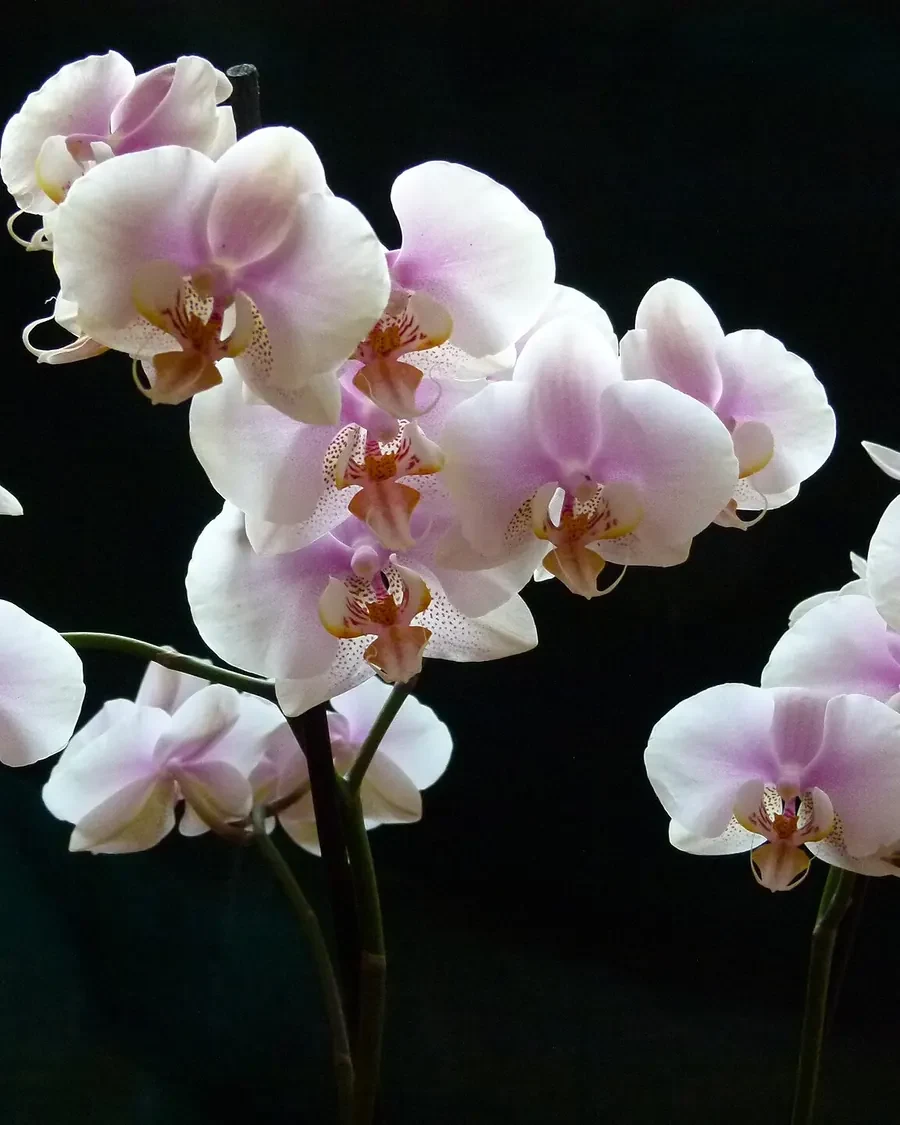 Orchid Hairclip