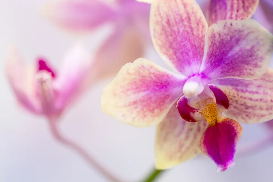 Orchid Growth Fertilizer