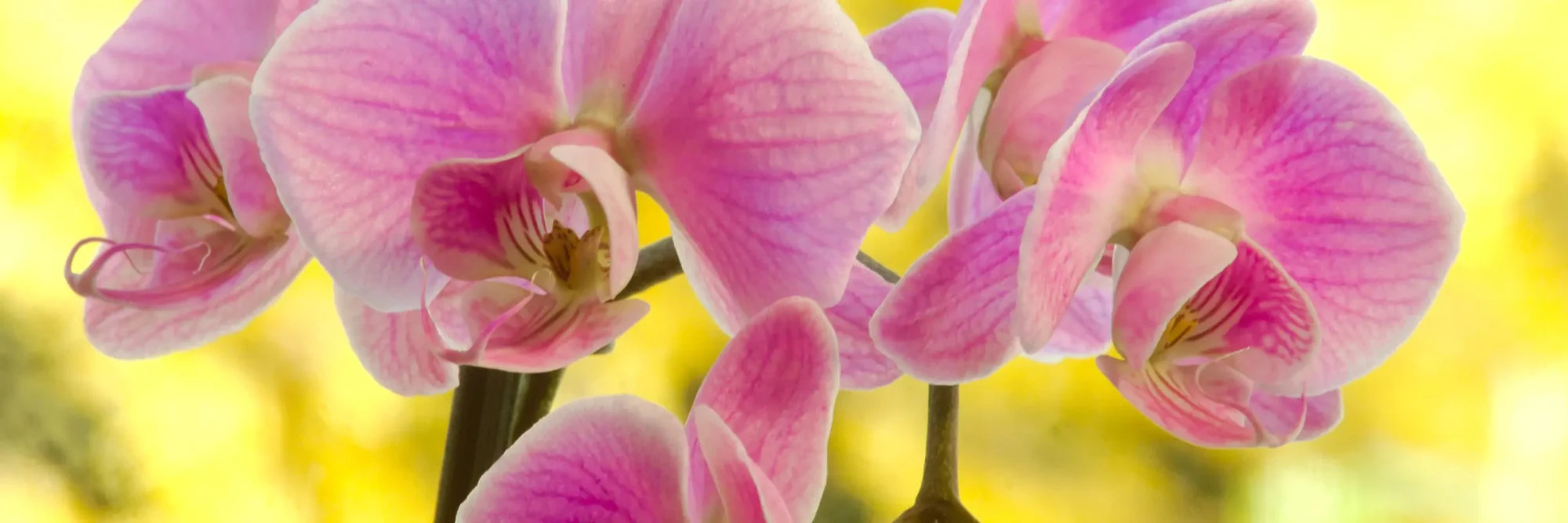 Orchid Gift Arrangement