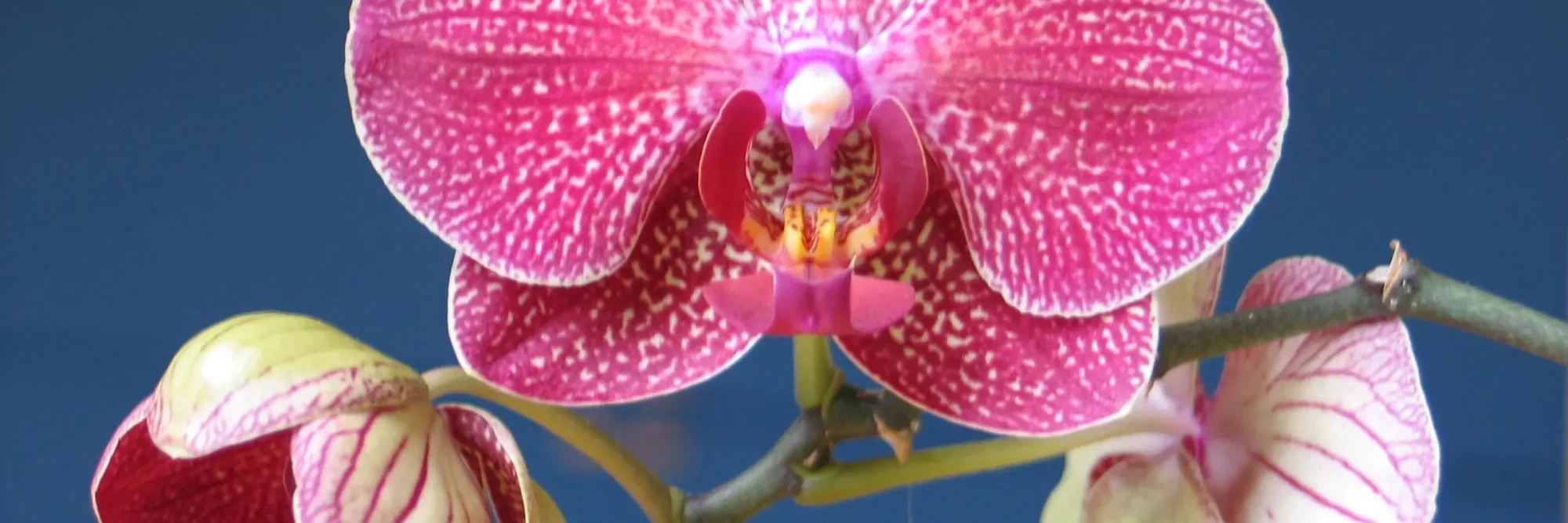 Living Orchid Bar