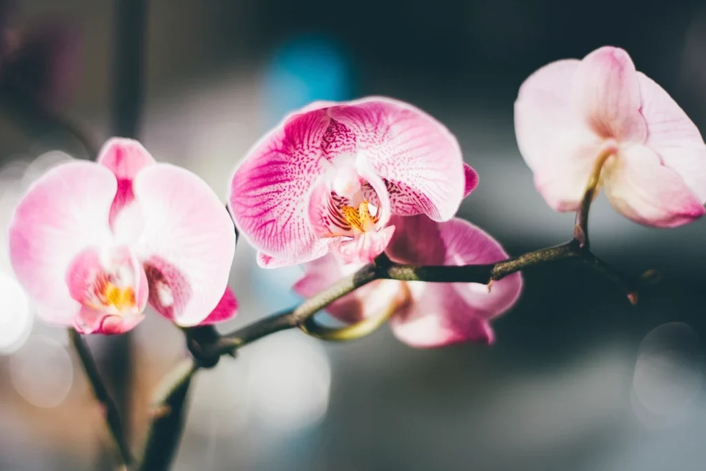 Post Instagram Von Florist