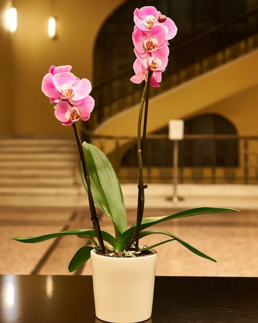 Premium Phalaenopsis