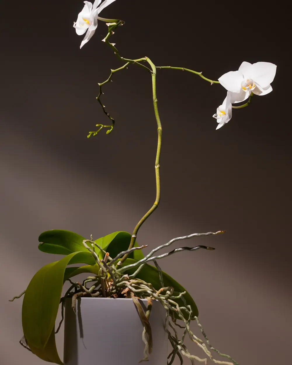 Giant Phalaenopsis