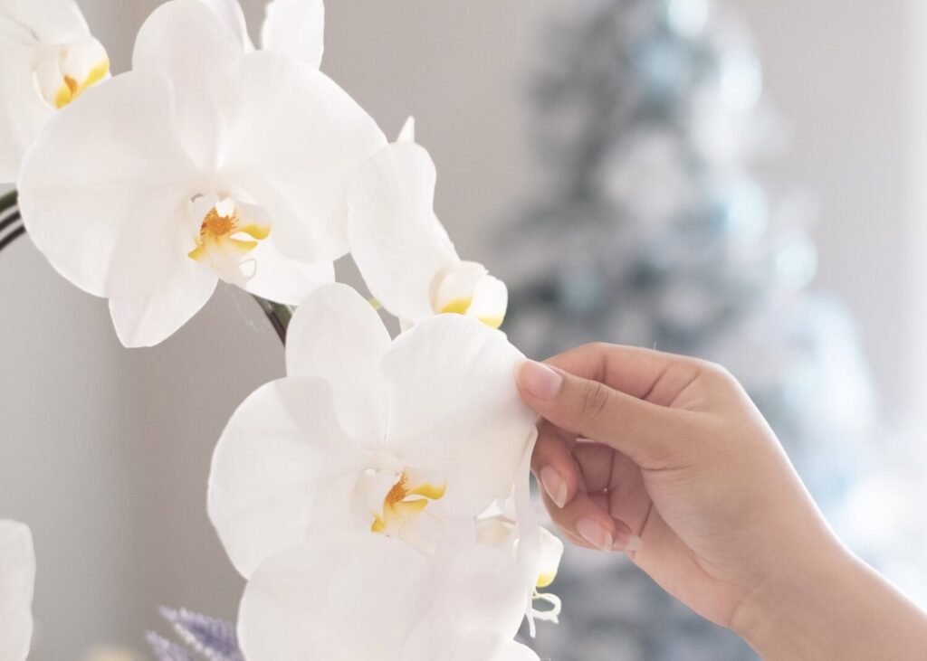 Hadiah Natal yang Indah: Rekomendasi Hampers Bunga Anggrek untuk Membuat Moment Spesial