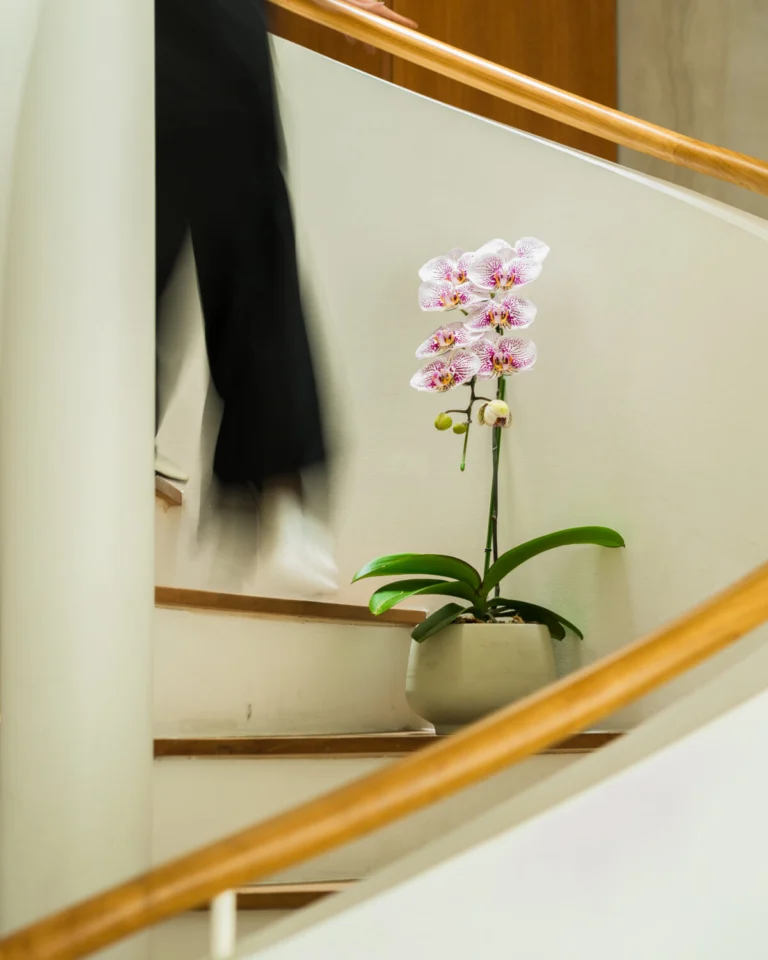 1 PLANT-3