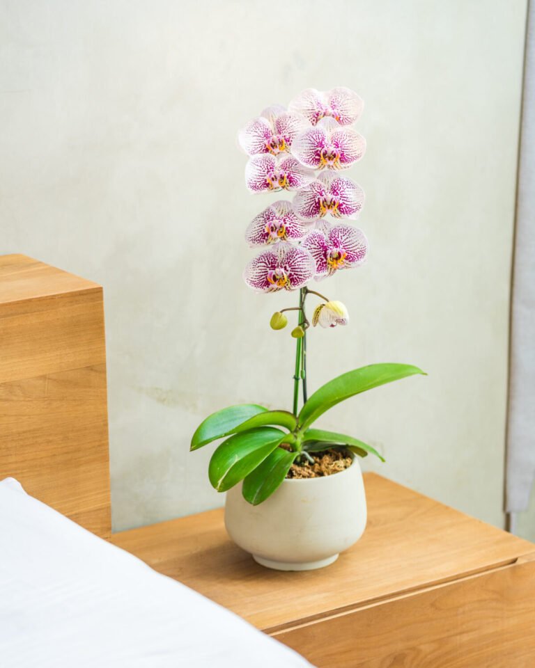 1 PLANT-8