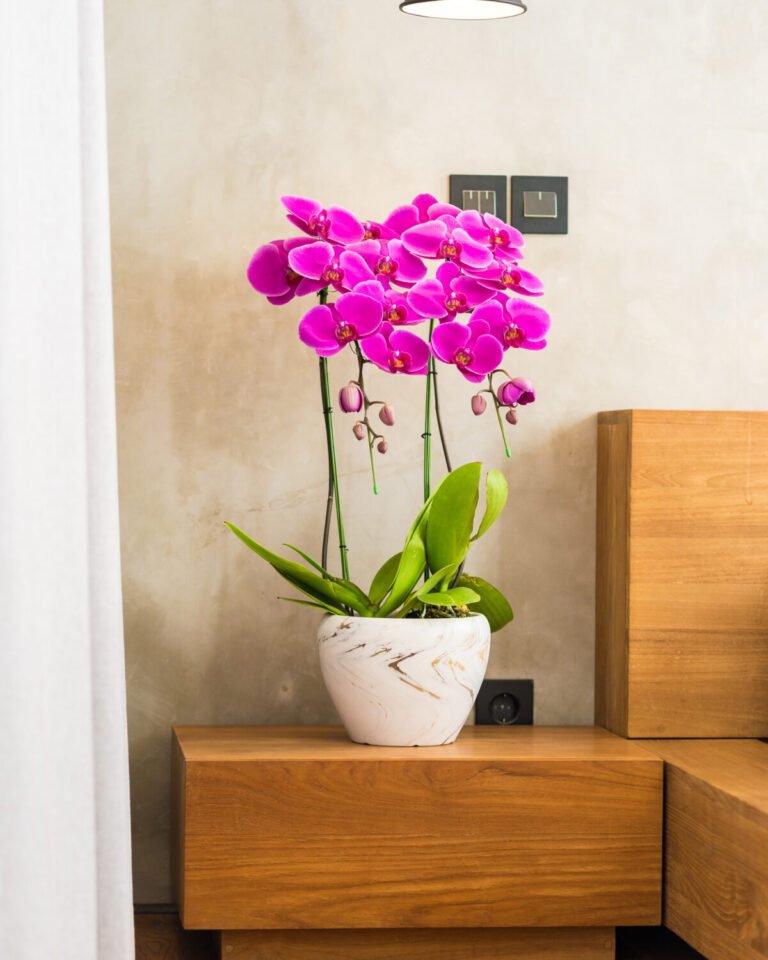 2 PLANTS-20