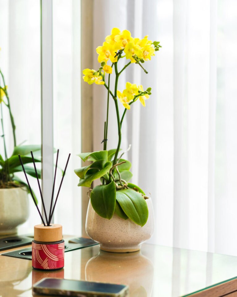 MINI 1 PLANT-6