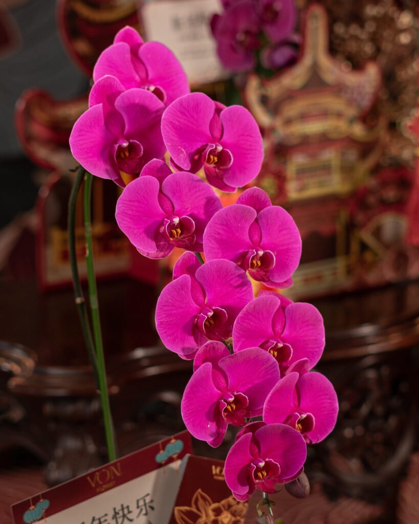 兰花 Lán Huā 2026 – CNY Hampers